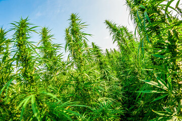 Champ de chanvre (Cannabis sativa L.)