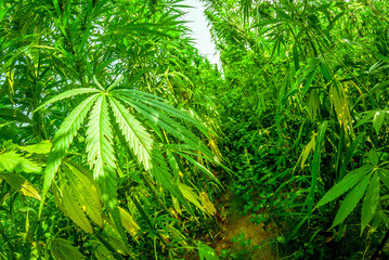 Fototapeta premium Champ de chanvre (Cannabis sativa L.)