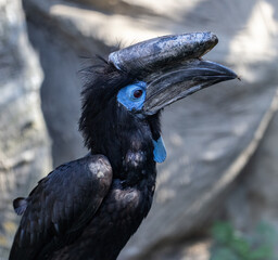 black-casqued hornbill (Ceratogymna atrata)