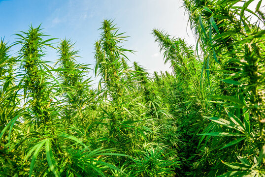 Champ de chanvre (Cannabis sativa L.)