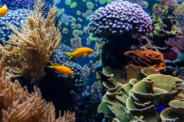 Tropical fishes in blue water with coral reef - obrazy, fototapety, plakaty