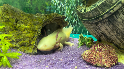 Underwater Axolotl portrait in an aquarium. Ambystoma mexicanum. Mexican walking fish
