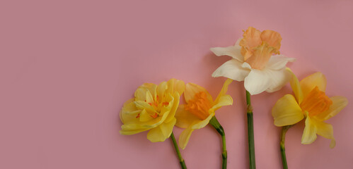 Narcissus flower on colored background