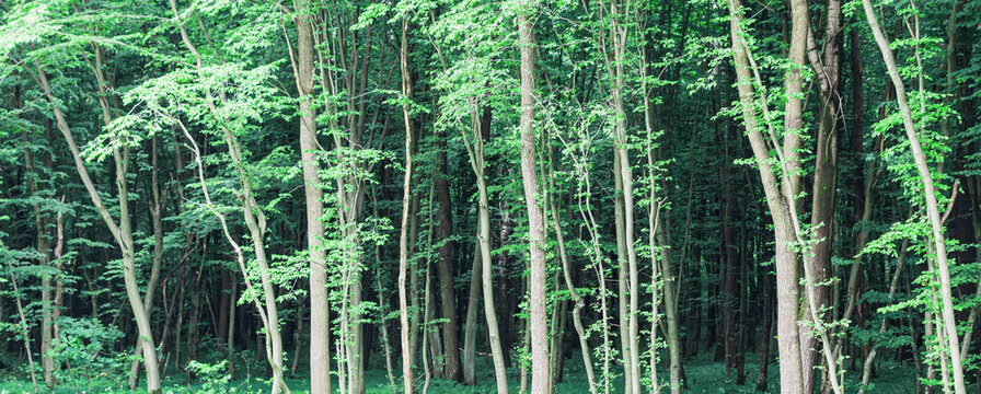View of the dense green forest
