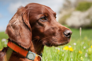 Beautiful portrait photo of an Irish Setter hunting dog sitting on a beautiful spring day in the...