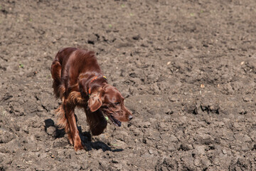 Irish Setter is hunting in a bare field.