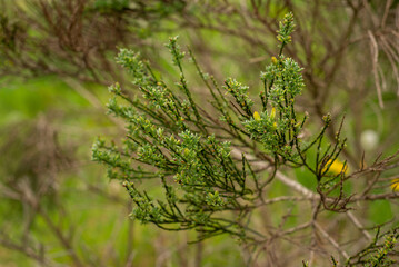 young unblown shoots of evergreen bushes