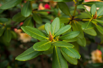 rhododendron unopened with green flower buds