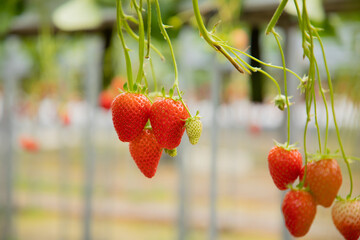 ハウス栽培のいちご狩り