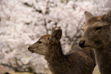 奈良公園の鹿と桜