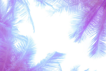Fototapeta na wymiar Clean white background with palm leaves around the edges. Toned lilac tropical template, space for text