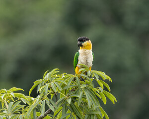 Black-headed Caique, Black-capped Parrot, Pallid Parrot