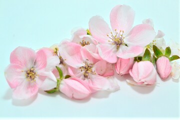 pink cherry blossom,pembe çiçek,çiçek tablo,tomurcuk çiçekler