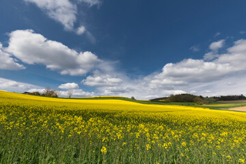 Fototapeta premium Rapsfeld im Sauerland in voller Blüte