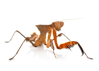 Deroplatys desiccata  in studio