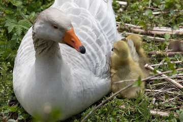 Gänsefamilie © scaleworker