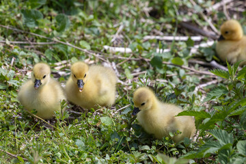 Gänseküken auf Wiese