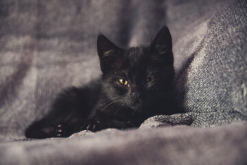 Gato cachorro negro tumbado en el sofa con mirada bonita