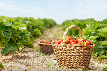 Fototapeta na wymiar Baskets of fresh strawberries in field