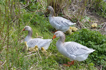 Gänsefamilie © scaleworker