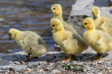 Gänseküken springen ins Wasser