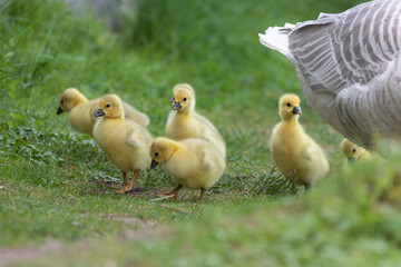 Gänseküken auf Wiese