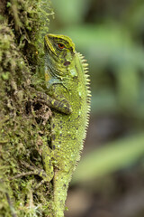 Obraz premium American Green Iguana in Ecuador