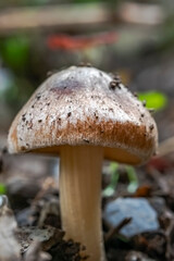 Entoloma mediterraneense ground level view macro photograph of a wild forest Entolome mushroom,  with blurred background, selective focus on foreground. Soil on the top of the cap.