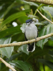 Obraz premium Black and White Becard in Ecuador