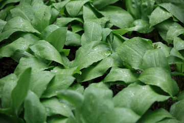 Green leaves of ramson in early spring. Allium ursinum. Wild garlic grows in the forest