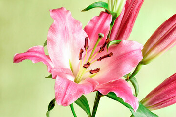 Fototapeta na wymiar Close-up of pink lily flower on light green background for design on the theme of wedding or holiday invitation