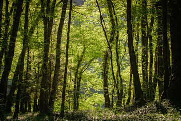 Fototapeta na wymiar les sous bois d'une forêt verdoyante et ensoleillée