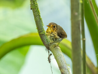 Ochre Breasted Antpitta in Ecuador