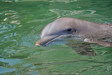 Fototapeta premium Dolphin watching