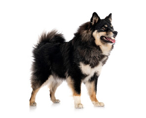 Finnish Lapphund in studio