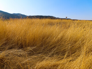 A Summer Grassland Meadow with Yellow Dry Grass in Summer
