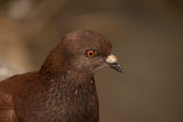 Close-up of common brown pigeon. animal species