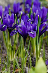 Iridodictium reticulum ( lat. Iridodictyum reticulatum ) in spring garden