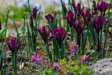 Iridodictium reticulum ( lat. Iridodictyum reticulatum ) in spring garden