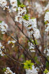 Blossom of Daphne mezereum in early spring