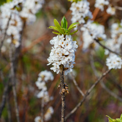 Blossom of Daphne mezereum in early spring. Daphne mezereum, commonly known as mezereum, mezereon, February daphne, spurge laurel or spurge olive in spring time