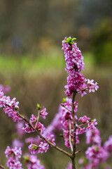 Ordinary wolfberry , or deadly wolfberry , or common wolfberry , or Wolf's bast , or Wolf berries ,...