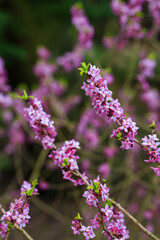 Ordinary wolfberry , or deadly wolfberry , or common wolfberry , or Wolf's bast , or Wolf berries ,...