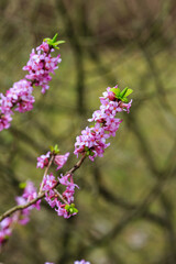 Ordinary wolfberry , or deadly wolfberry , or common wolfberry , or Wolf's bast , or Wolf berries ,...