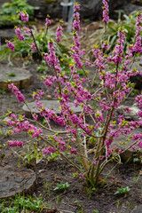 Ordinary wolfberry , or deadly wolfberry , or common wolfberry , or Wolf's bast , or Wolf berries , or Plokhovets, or Pukhlyak ( lat.  Daphne mezereum ) in bloom
