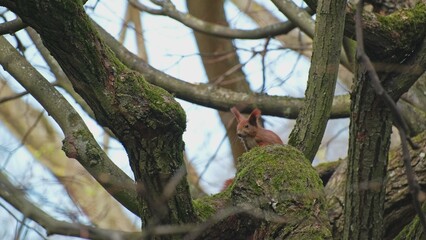 Common Red Squirrel Hiding in Tree Branches