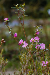 Dahurian rhododendron ( lat. Rhododendron dauricum ) is a deciduous or evergreen shrub common in Asia east of the Altai Mountains
