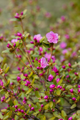 Dahurian rhododendron ( lat. Rhododendron dauricum ) is a deciduous or evergreen shrub common in Asia east of the Altai Mountains