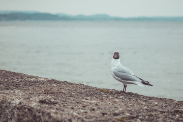 Funny looking seagull on the concrete pier standing and looking goofy, looking towards the camera.