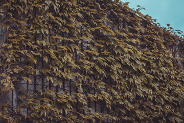 Green leaves climbing over a wooden facade made of wood tiles or